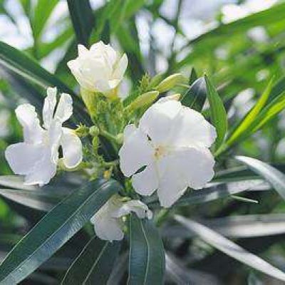 NERIUM oleander 'Bianco Semplice'