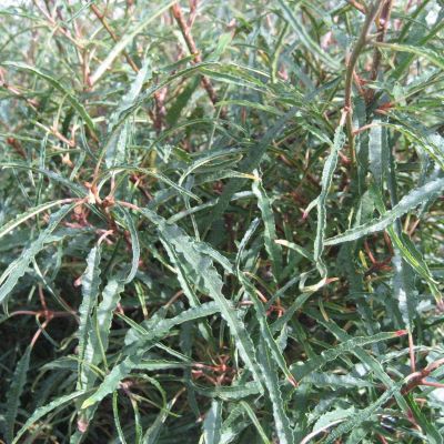 ALNUS frangula 'Aspenifolia'